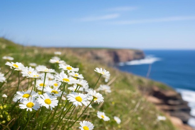 Photo daisies bending in the wind on a coastal path spring time daisies flower picture