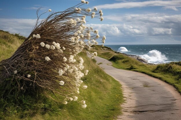 Photo daisies bending in the wind on a coastal path spring time daisies flower picture