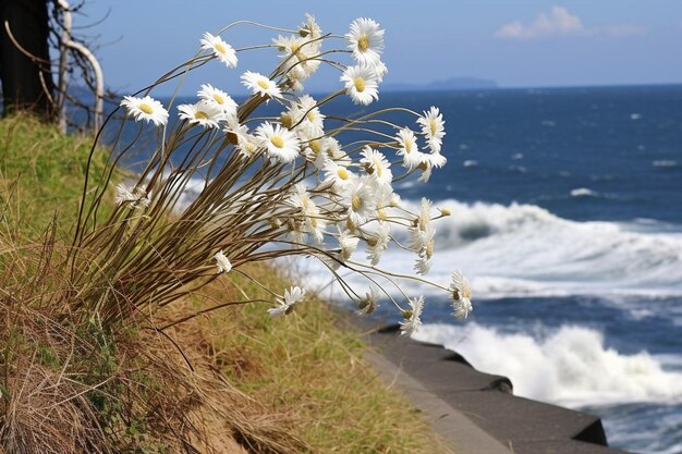 Photo daisies bending in the wind on a coastal path spring time daisies flower picture