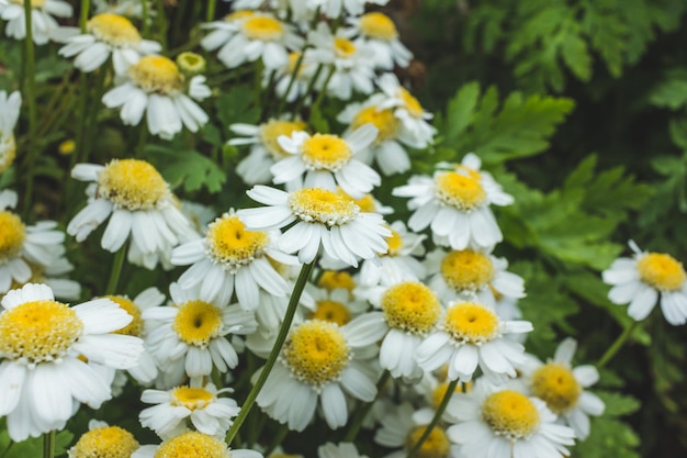 Daisies blooming in spring Selective focus Copy space