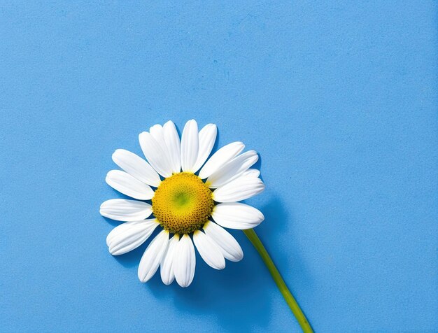 Daisies on blue background