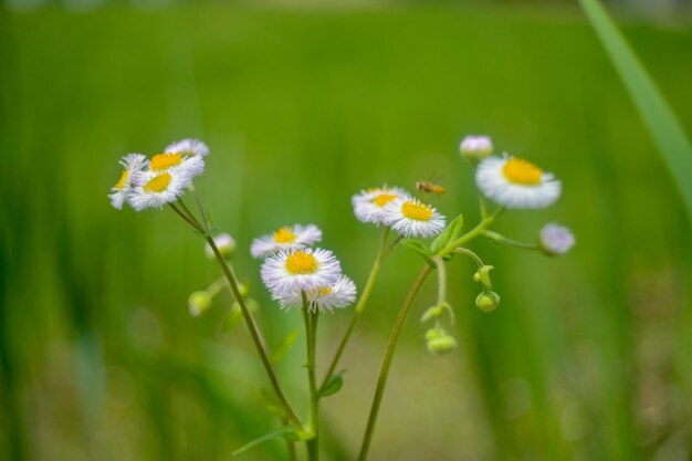 Photo daisies by the lake in the sun