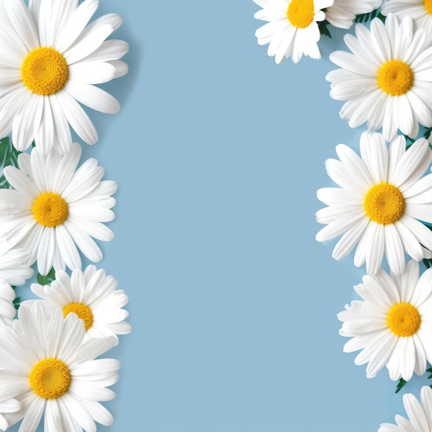 Daisies and Chamomile Flowers as Decoration Background