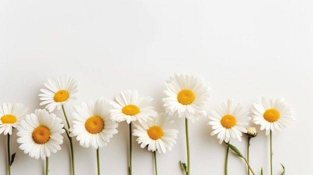 Daisies and Chamomile Flowers as Decoration Background