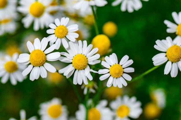 Daisies chamomile flowers with white petals closeup wildflowers selective focus