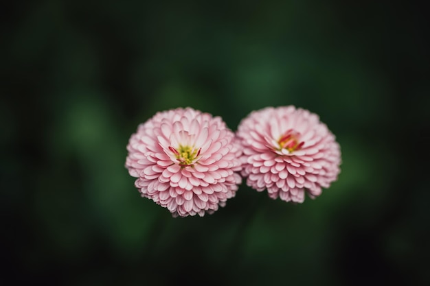 Daisies on a dark green background closeup