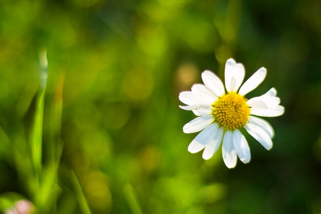 Daisies on the field, grass and blossom flower head, bokeh and blur focus background. Nature background. Green and yellow colors in nature.