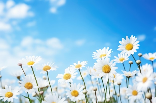 daisies in a field of grass with a blue sky in the background.