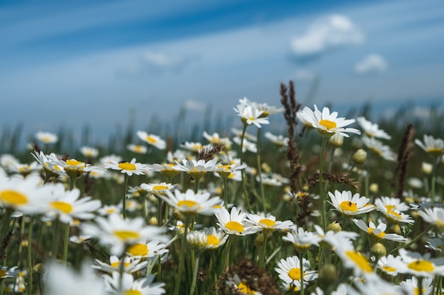 Daisies in a field nature scene blooming medical chamomiles summer background