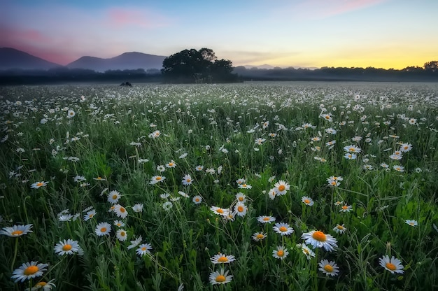 Daisies in the field near the mountains. Meadow with flowers and fog at sunset. 
