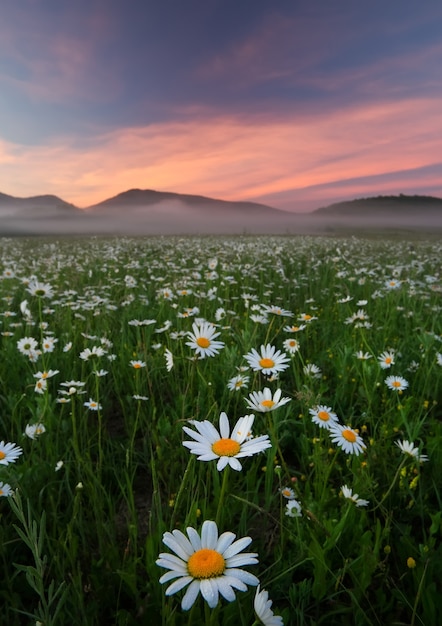 山の近くの畑のデイジー。日没時に花と霧のある牧草地。