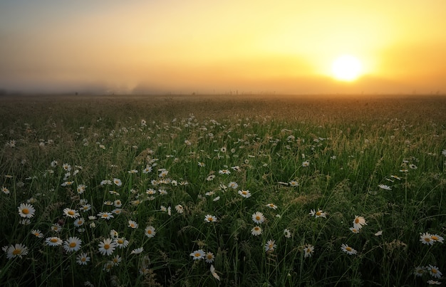 Daisies in the field near the mountains. Meadow with flowers at sunrise.