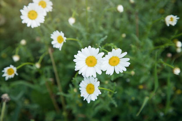 Daisies on the field in spring