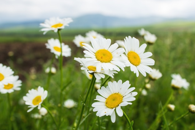 Daisies on the field in spring