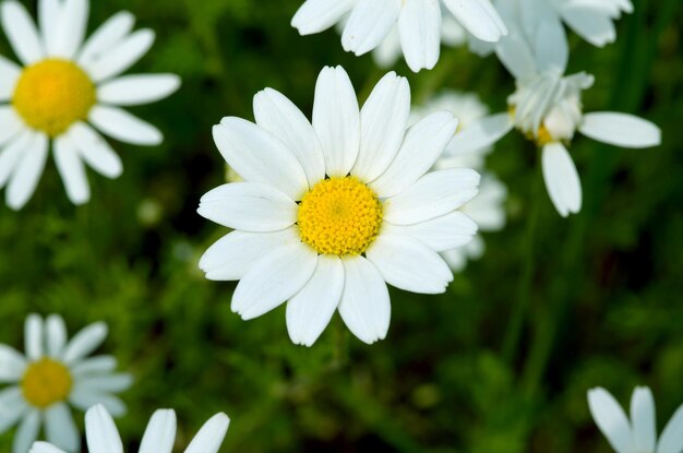 daisies on the field on a sunny day