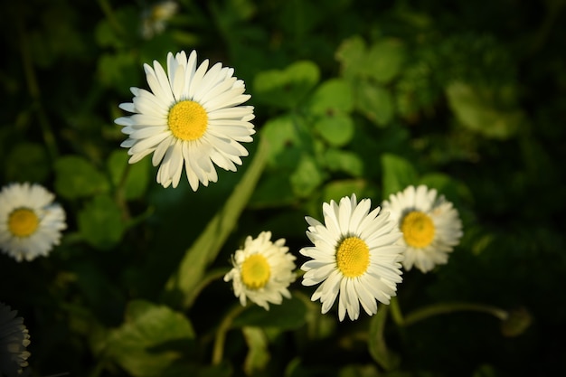 daisies flowers