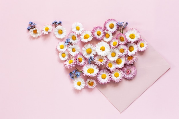 Daisies and forget-me-nots in a pink envelope on a pink paper background. 