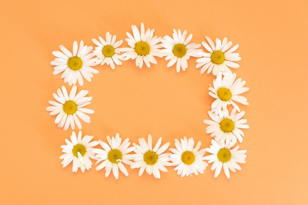 Daisies and green leaves on the coral background