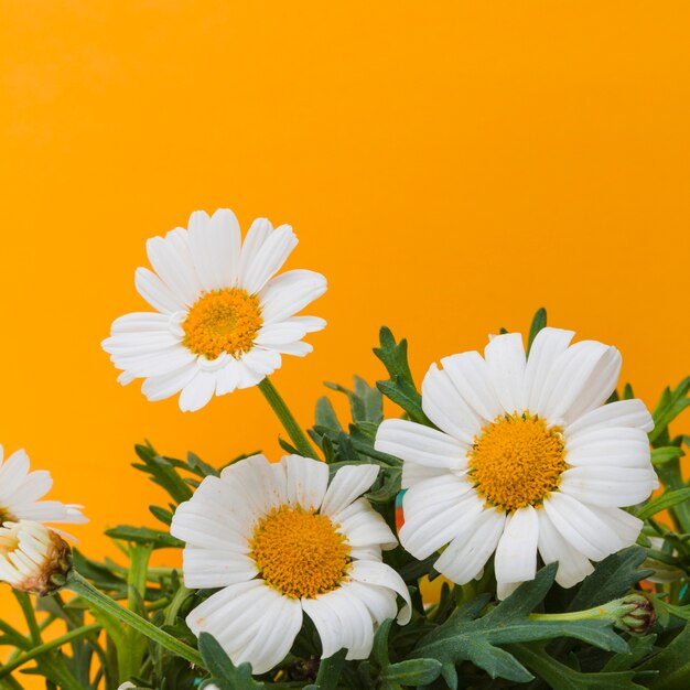 Daisies group