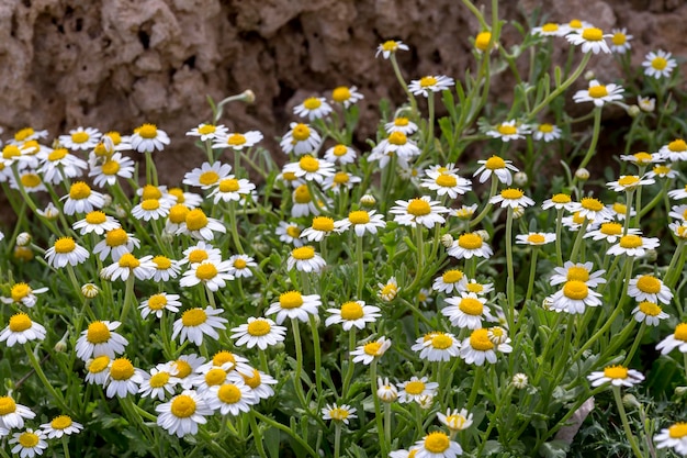 The daisies grow in a meadow closeup