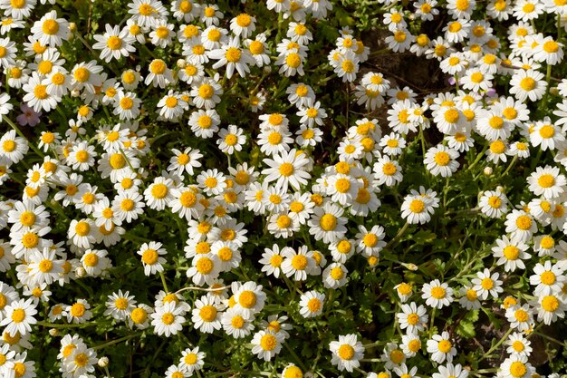 The daisies grow in a meadow closeup