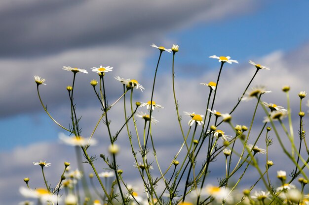 daisies growing in the field