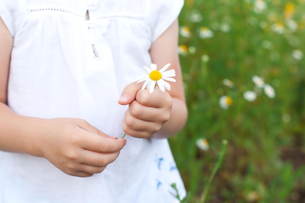 小さな子供の手にヒナギク