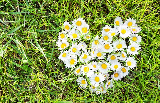 デイジーの心に緑の芝生