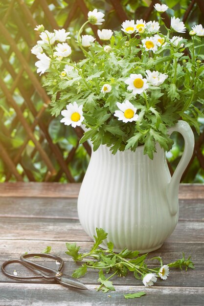 Daisies in jug on table