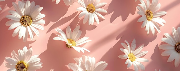 daisies on a pink background