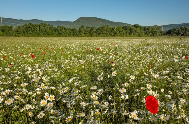 山の近くの畑にいるデイジーとポピー。日の出の花と牧草地。