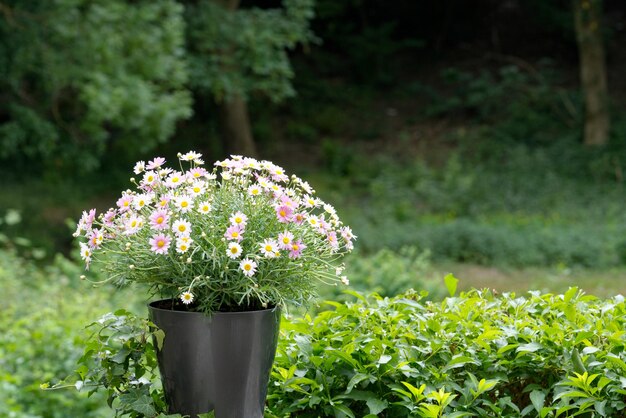 Daisies in a pot Forest on the background