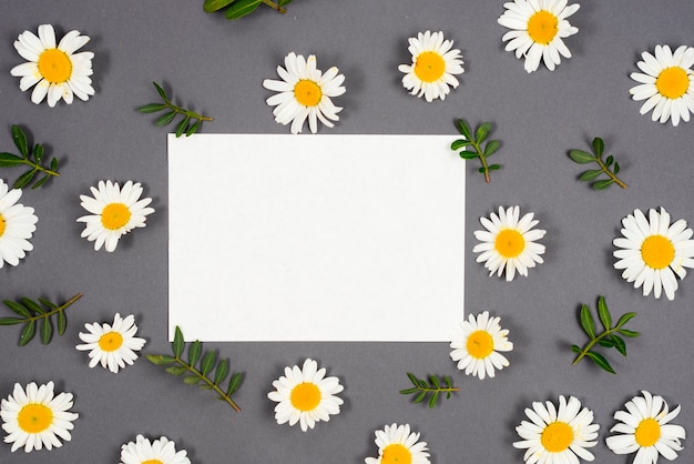 Daisies scattered around frame