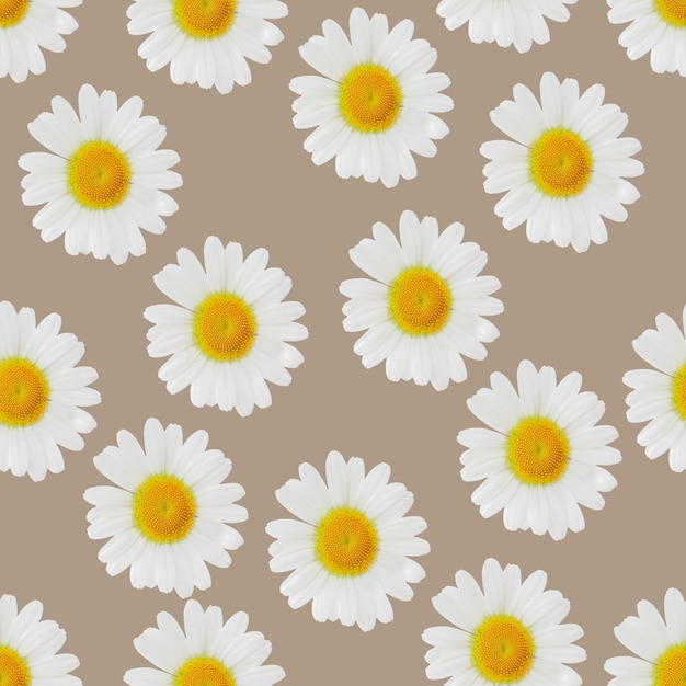 Photo daisies seamless pattern flower background
