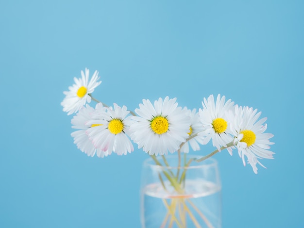 Daisies in a small vase