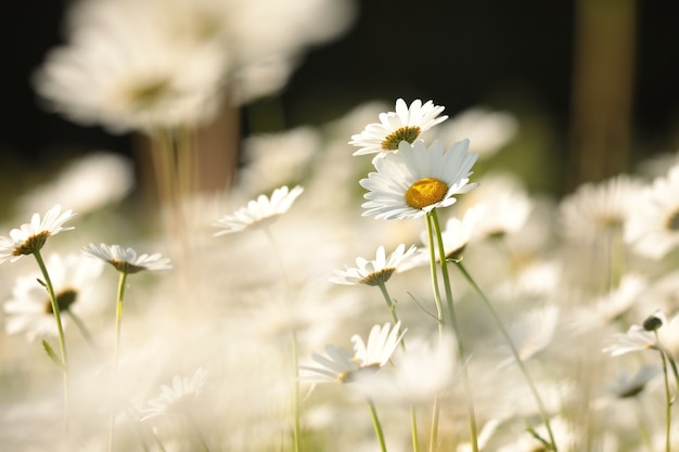 Daisies on a spring meadow at sunrise