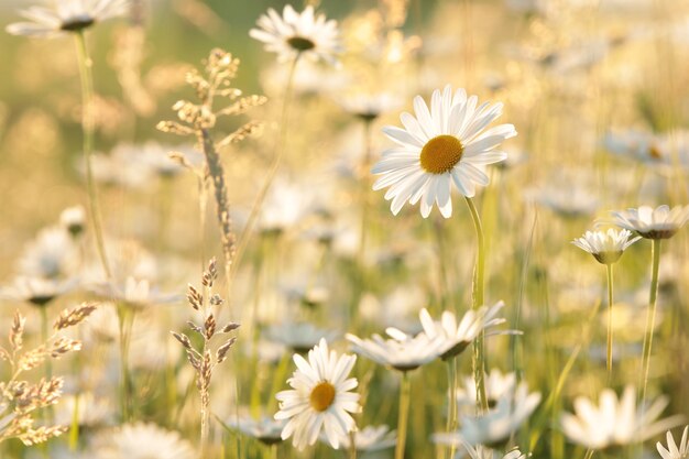 Daisies on a spring meadow at sunset