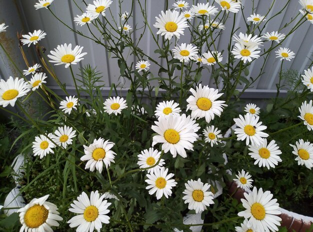 Photo daisies stretch up