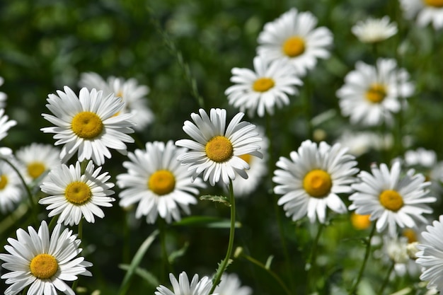 夏の牧草地のヒナギク