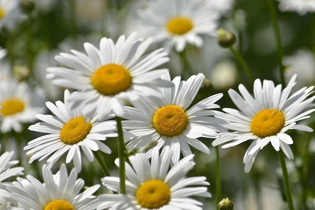 Daisies in a summer meadow