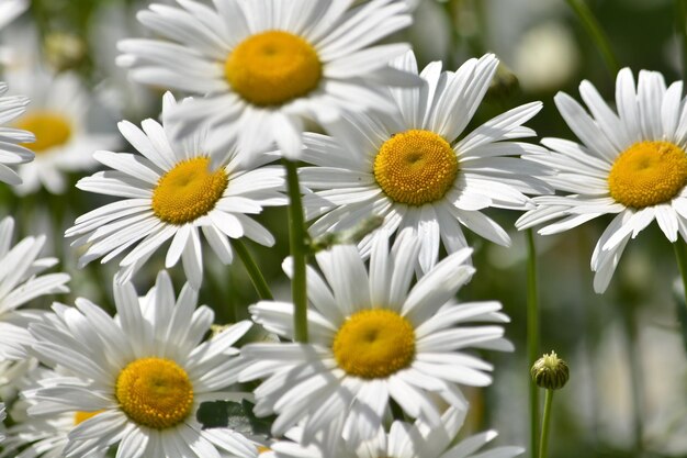 Daisies in a summer meadow