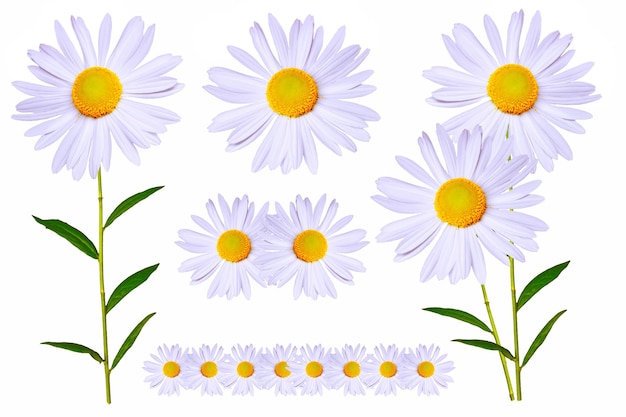 Photo daisies summer white flower isolated on white background