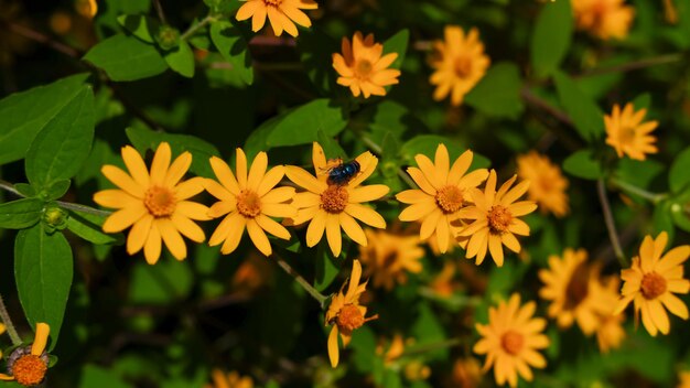 Photo daisies in a vibrant shade of yellow are flourishing during the summer bloom