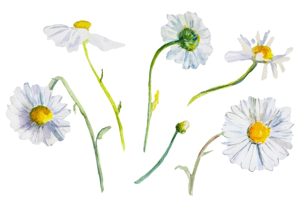 Daisies watercolor isolated White fragile wildflowers handpainted with a brush and paints