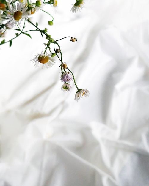 Daisies with green leaves on white background