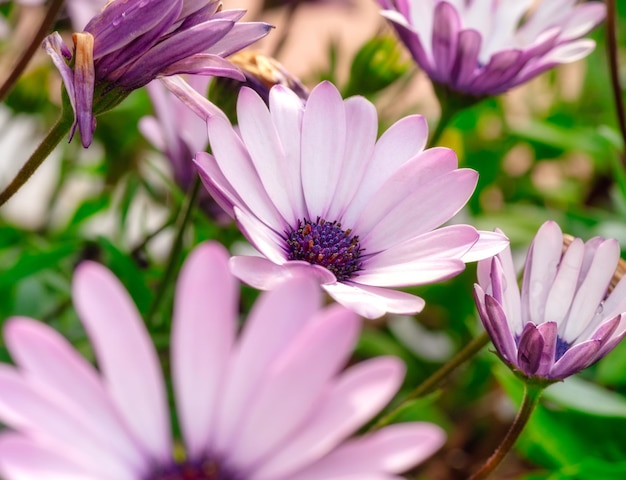 Daisies with violet and purple flowers in full bloom under the morning sun
