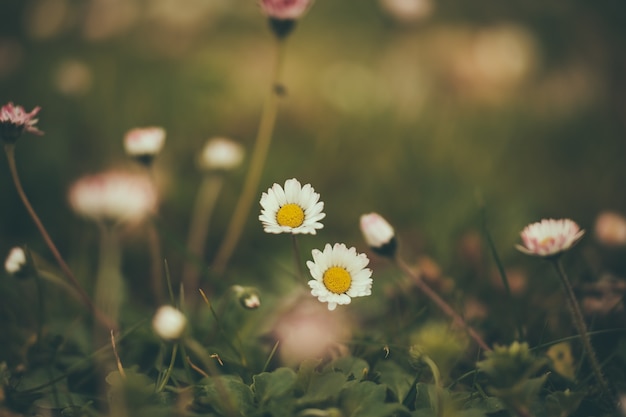 daisies