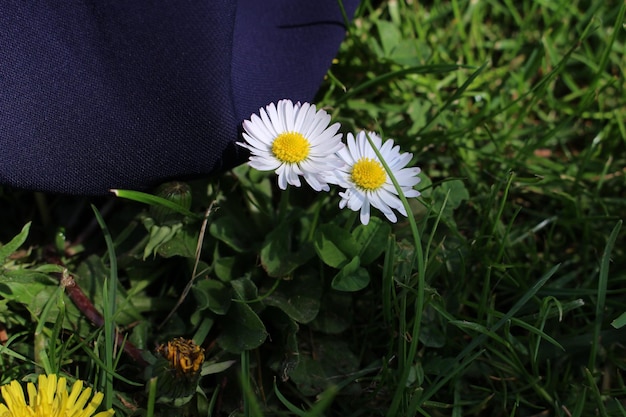 Daisies