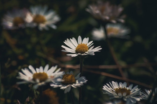 Daisy bloeit achtergrond