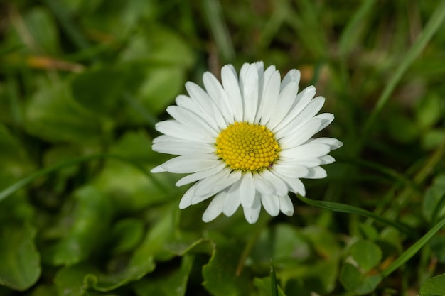 Daisy bloem close-up